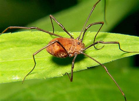 bunny harvestman|42 Interesting Facts About Harvestmen or Daddy。